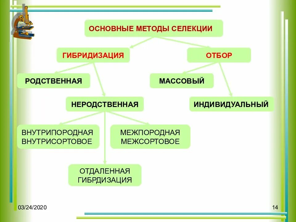 Основные методы селекции гибридизация и искусственный отбор. Метод селекции искусственный отбор. Методы селекции массовый искусственный отбор. Методы селекции растений массовый отбор. Массовый отбор гибридов