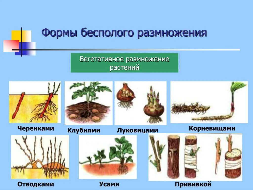 Формы вегетативного размножения 6 класс. Формы вегетативного размножения отводки. Формы вегетативного размножения 6 класс биология. Вегетативное размножение клубнями и луковицами.