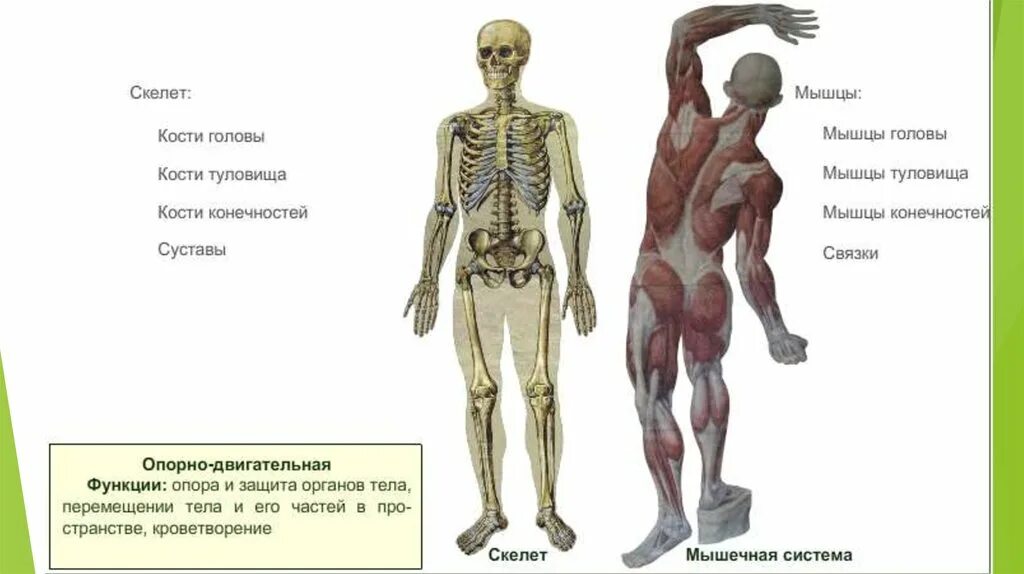 Строение человека скелет мышцы кожа. Скелет человека с мышцами. Строение скелета мышц. Скелет человека с мышцами и кожей.