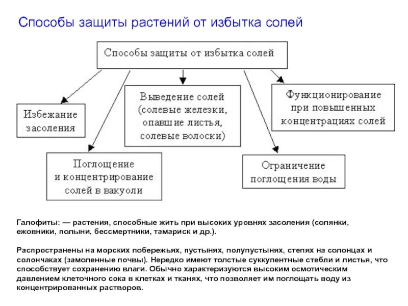 Какой орган отвечает за выведение избытков солей