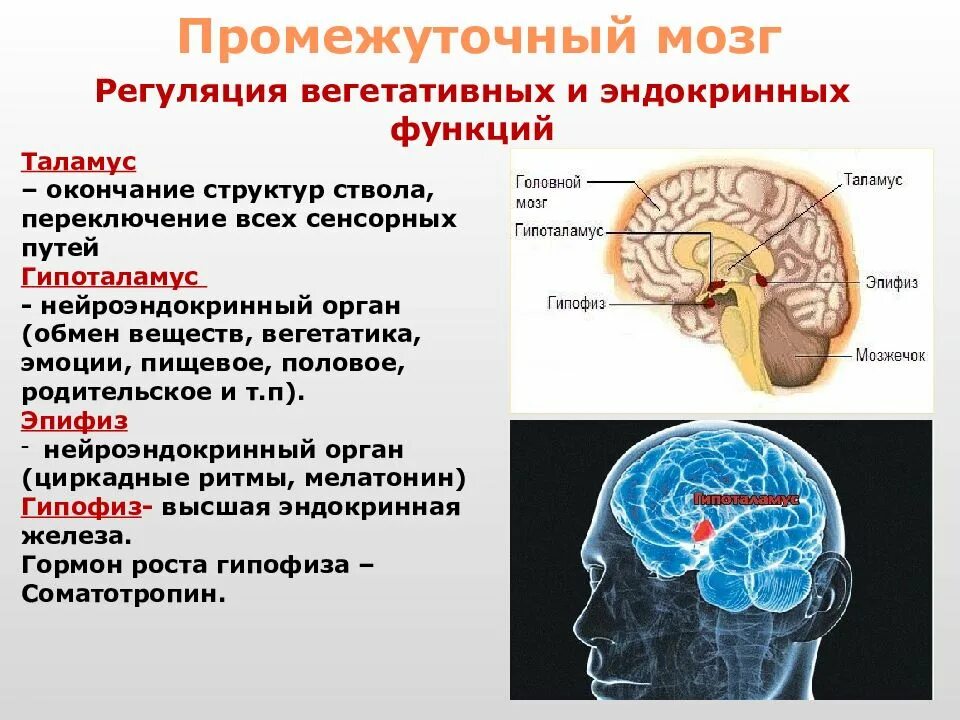 Функции головного мозга в нервной системе. Промежуточный мозг строение и функции кратко. Промежуточный мозг анатомия функции. Функции таламуса промежуточного мозга. Строение промежуточного мозга кратко.