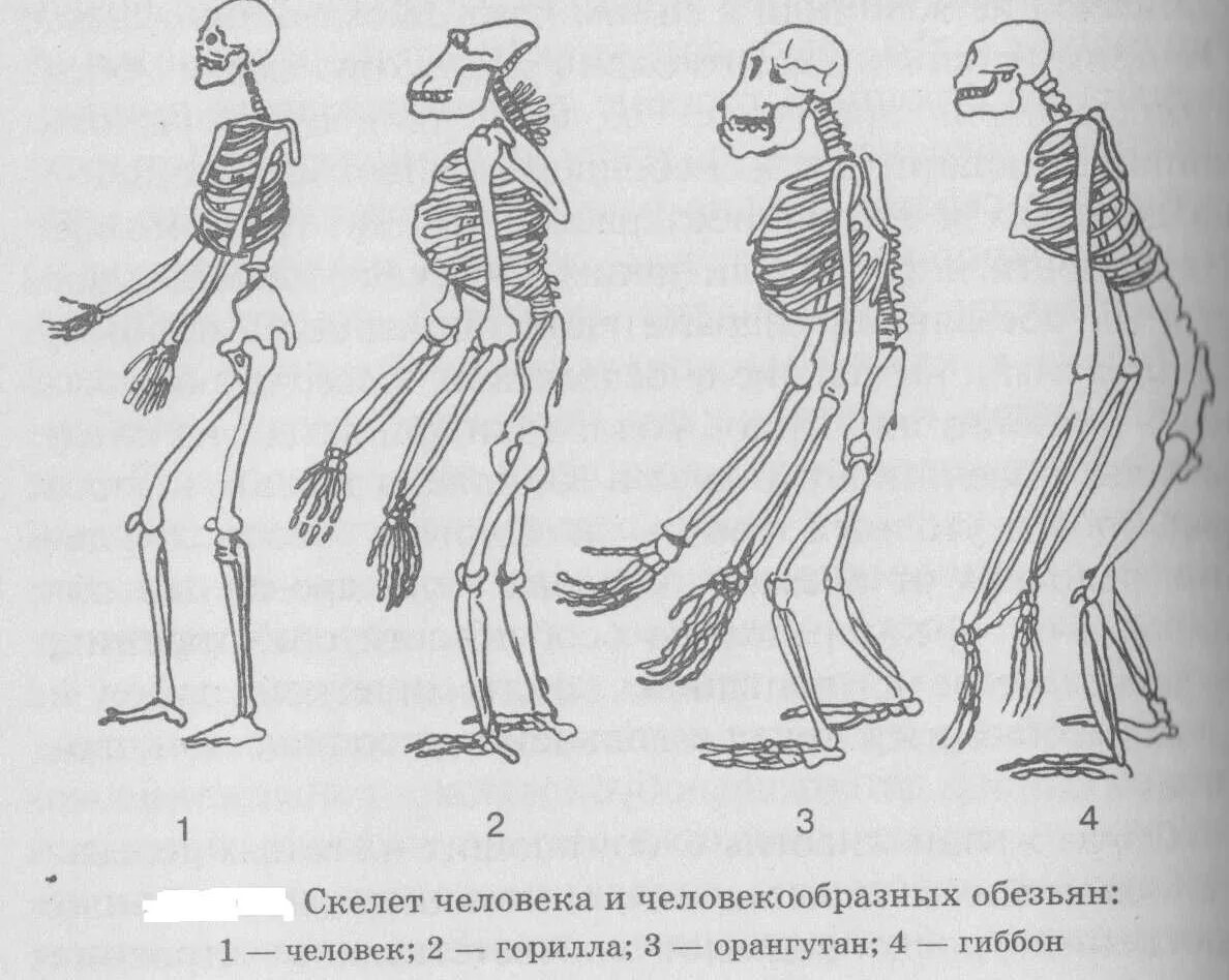 Грудная клетка человека и человекообразных обезьян. Скелет человекообразной обезьяны. Строение скелета человека и человекообразных обезьян. Скелет гиббона.