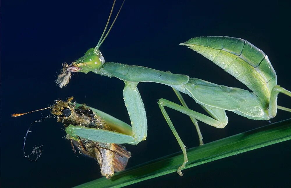 Ischnomantis Gigas богомол. Кавказский богомол. Личинка богомола обыкновенного. Турецкий богомол. Богомол питание