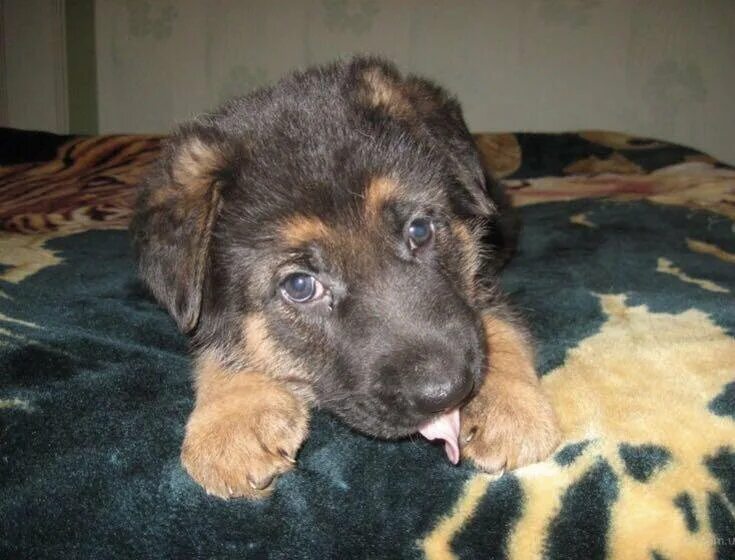 Пин на доске Huskys Хаски щенки, Детеныши животных, Щенки