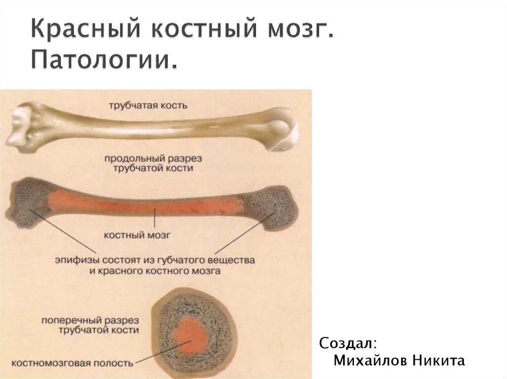 Вред костный мозг. Трубчатая кость красный костный мозг. Красный костный мозг в бедренной кости. Функции красного костного мозга в трубчатой кости. Жёлтый костный мозг в трубчатой кости.