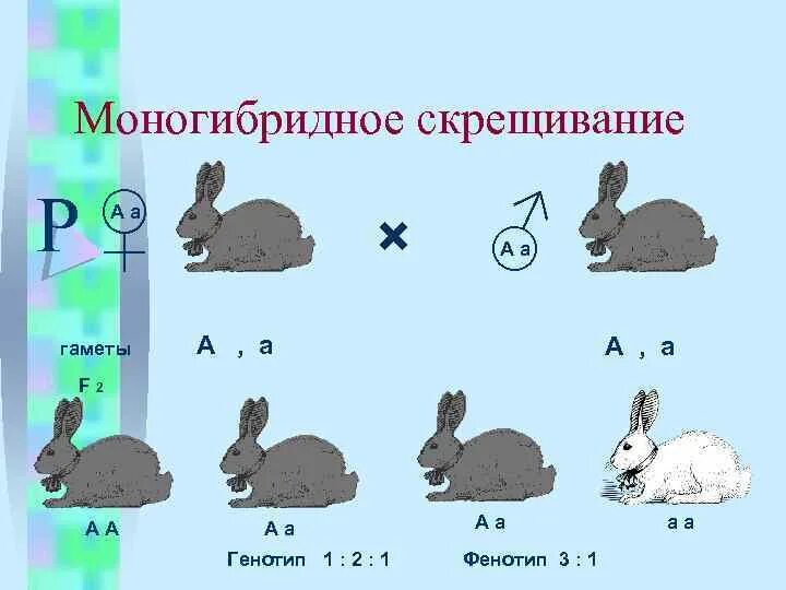 Моногибридное скрещивание f2. Схема моногибридного скрещивания. Моногибридное скрещивание гаметы. Моногибридное по фенотипу скрещивание. Моногибридное скрещивание рисунок.