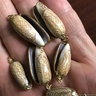 14 ракушек