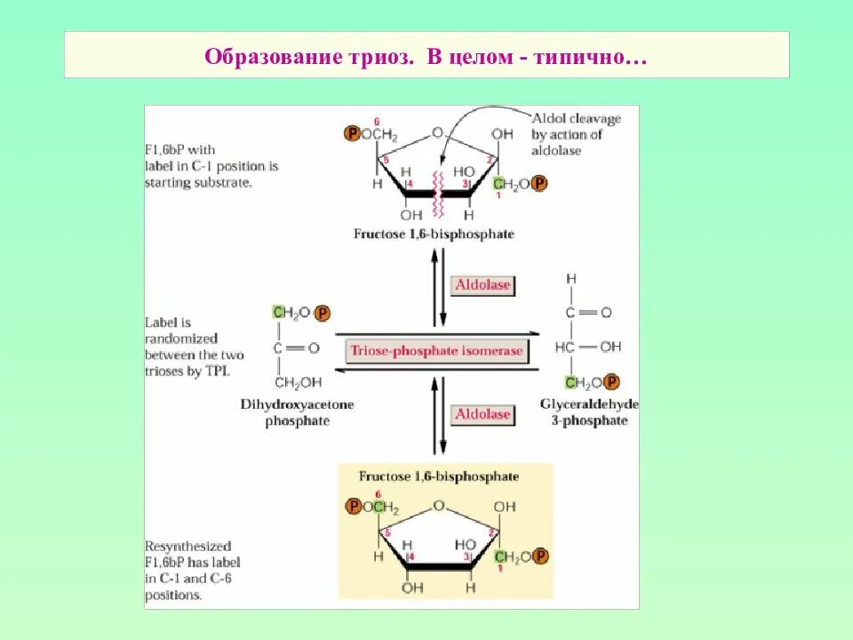 Моносахариды триозы. Гексокиназа катализирует реакцию образования. Схема 2 этапа гликолиза. Триозы строение. Фосфодиоксиацетон.