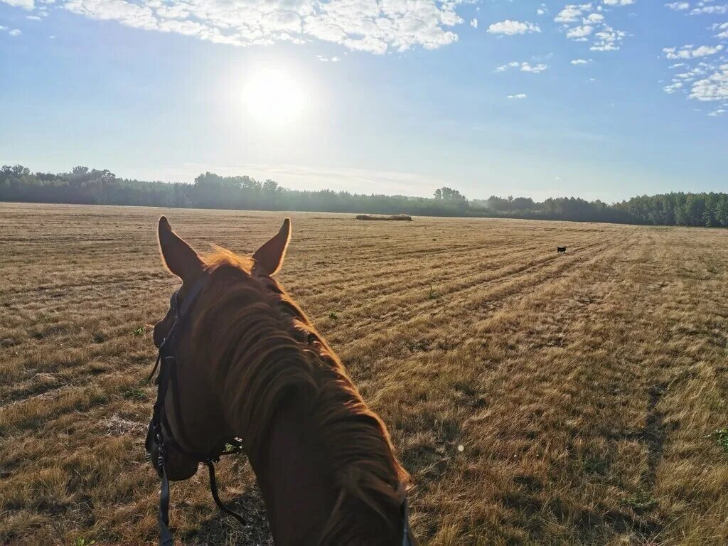 Добрый конь оренбург. Конюшня в пригородном оренбург. Конный клуб урал. Конный комплекс дубровский оренбург. Конный клуб радовесть омск.