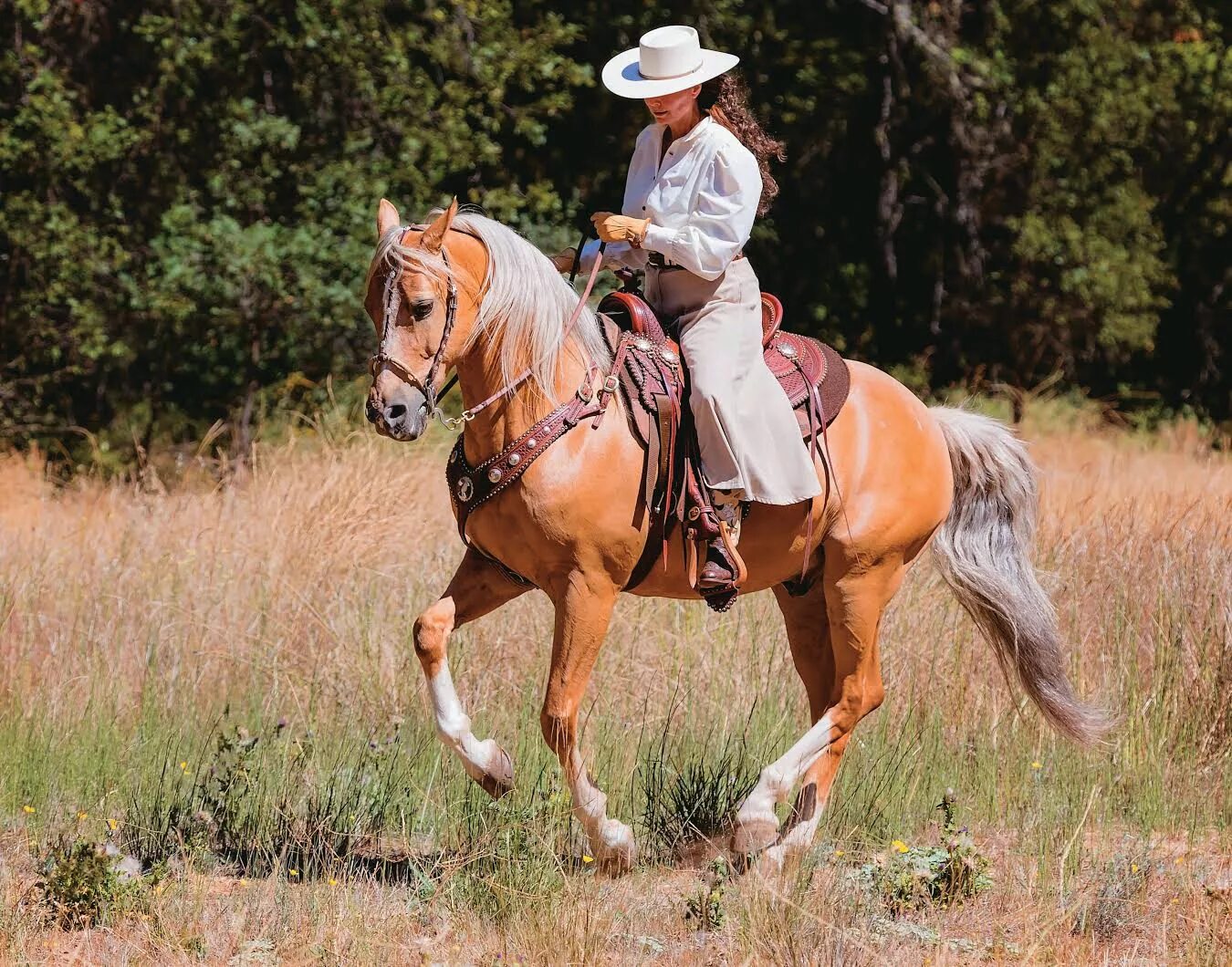 проехал на лошадях. казак на лошади. лошадь скачет. вестерн райдинг. андалузская порода конкур.