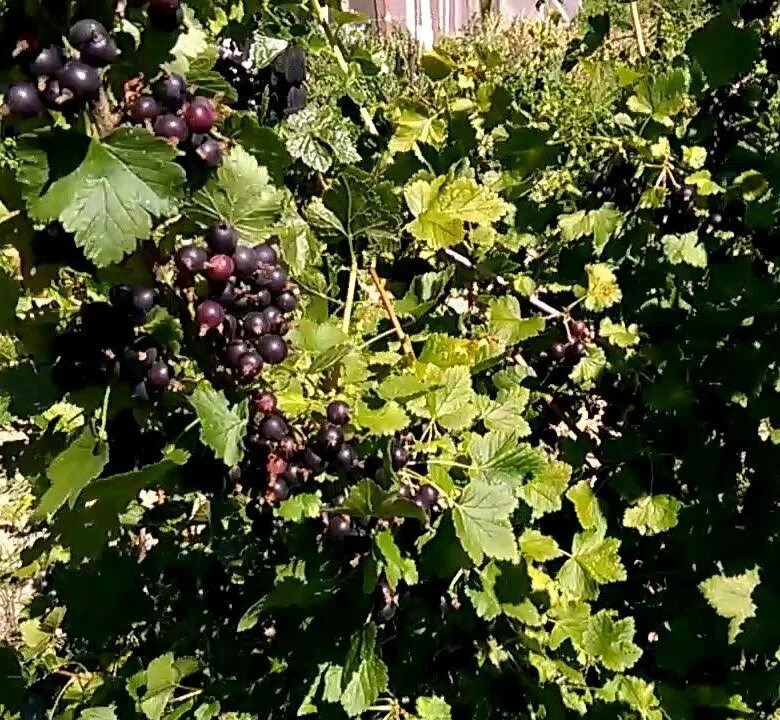 Черная смородина кустарник. Лк смородина. Сорт катюша смородины. Смородина красная. Смородино-крыжовниковый гибрид йошта.