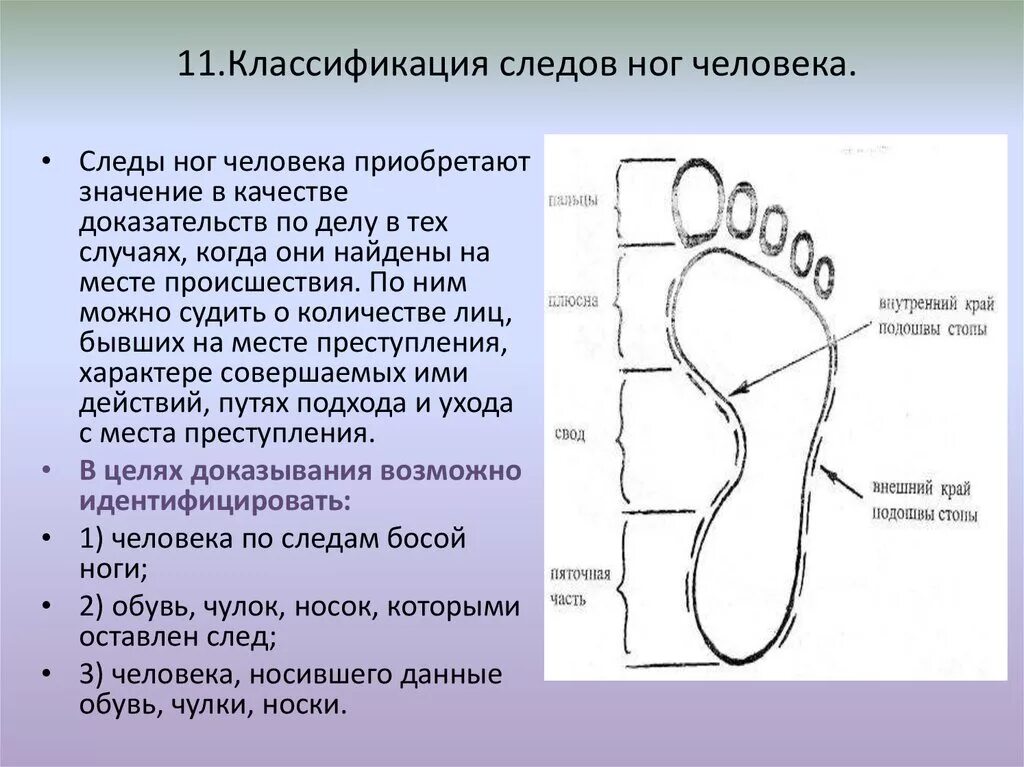 Элементы подошвы. Классификация следов ног (обуви) человека.. Следы босых ног криминалистика. Части следа босой ноги человека. Стопа человека криминалистика.