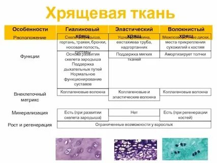 Пептиды хрящевой ткани