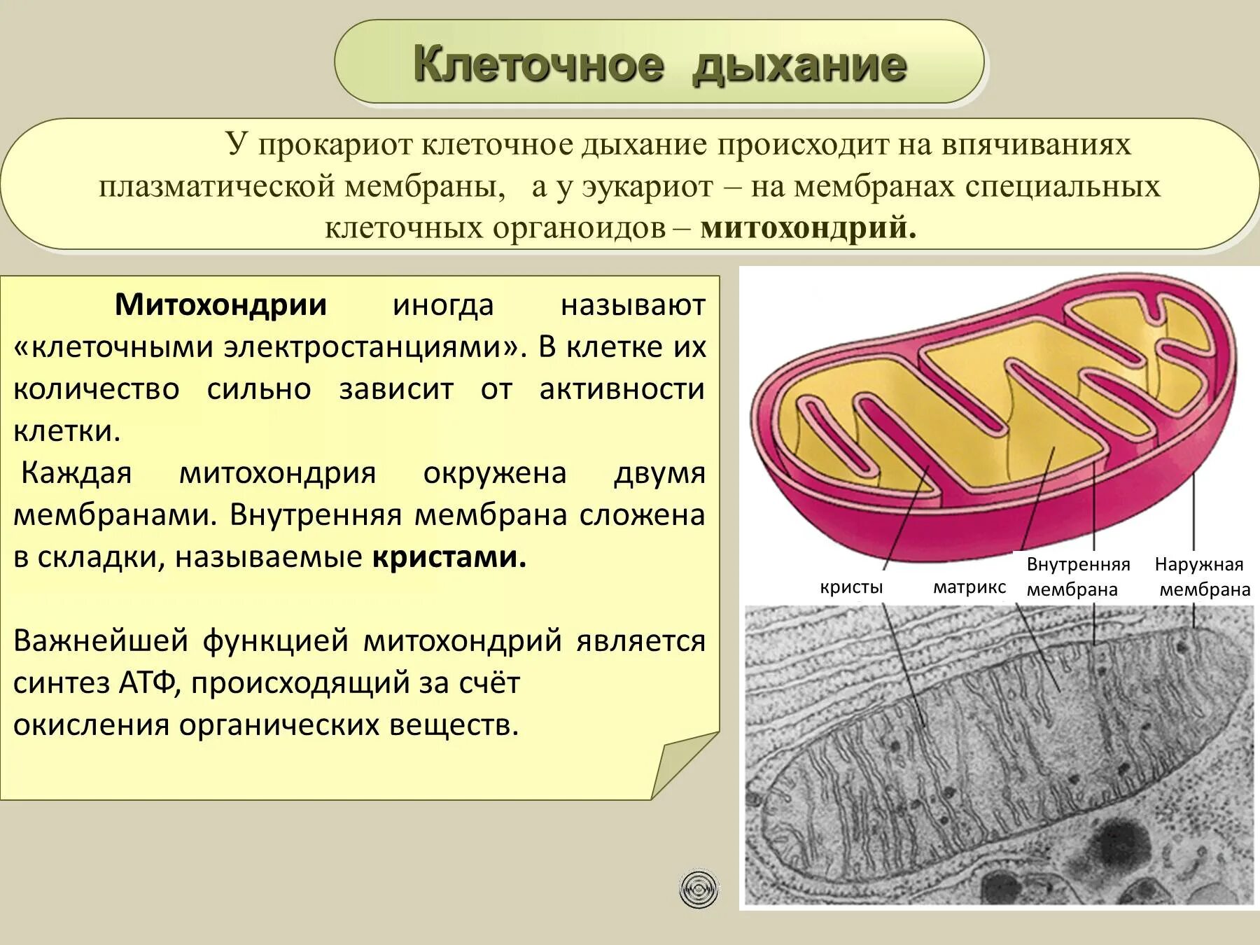 Дыхание происходит во всех живых клетках. Клеточное дыхание. Митохондрии у прокариот. Клеточное дыхание происходит в. Процесс дыхания клетки.