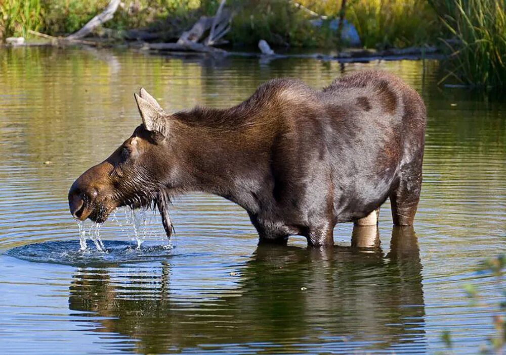 Лось пьет воду. Лось. Лось на водопое. Самка лося. Кабан на водопое.