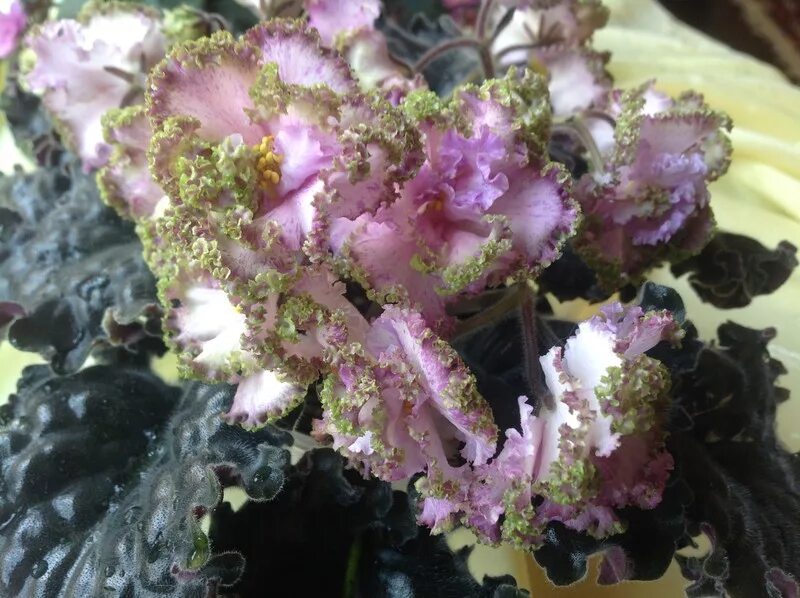 Ле вивьен фиалка. Сорт фиалки вивьен ли. Ле вивьен ли люкс фиалка. Фиалка ле вивьен ли. Ле вивьен фиалка.