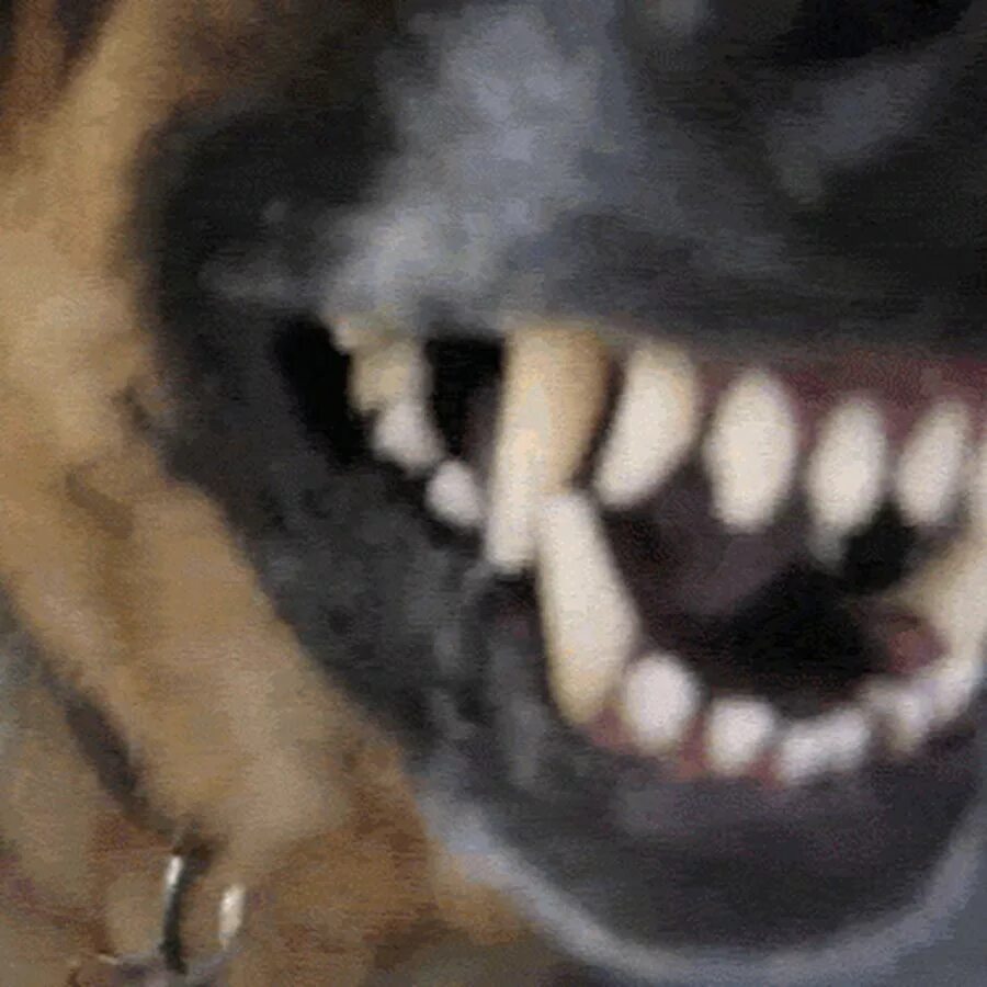 Дрожат зубы. Собака рычит. собака gif. собака скалит зубы.
