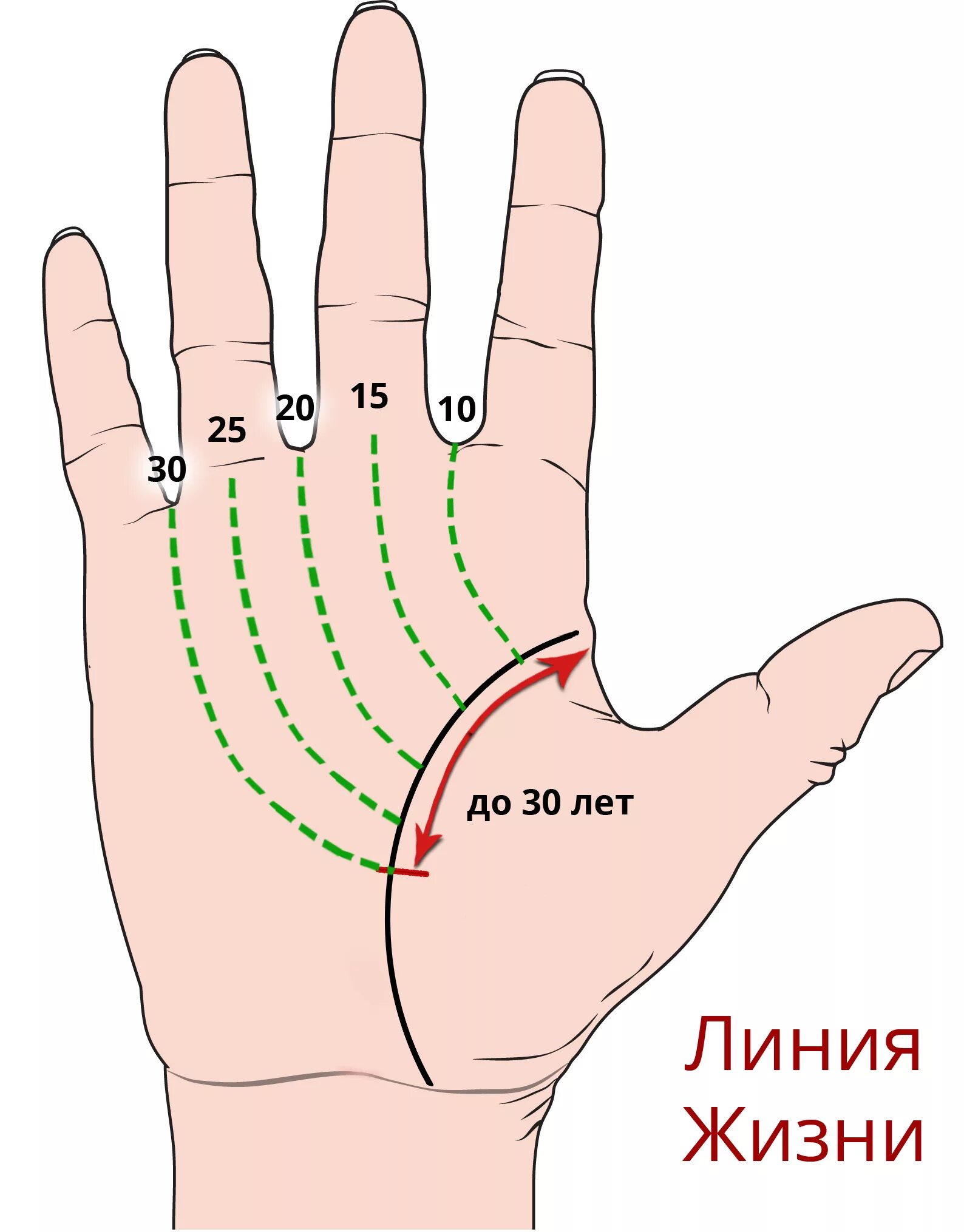 Как определить свою судьбу. Хиромантия линия жизни по годам. Линия жизни на ладони. Линия жизни на руке. Линии жизжизни на руке.