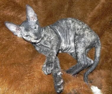 Котята сфинкс с шерстью