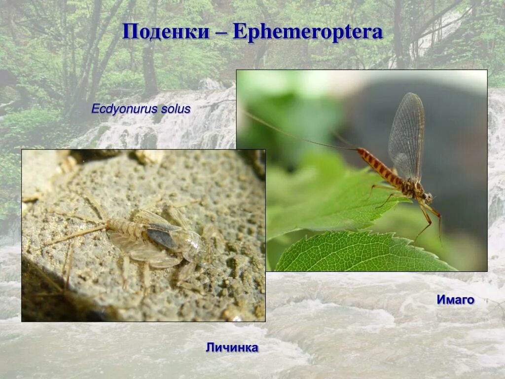 Поденки (Ephemeroptera). Поденка личинка и Имаго. Отряд поденки личинка. Поденка Имаго.