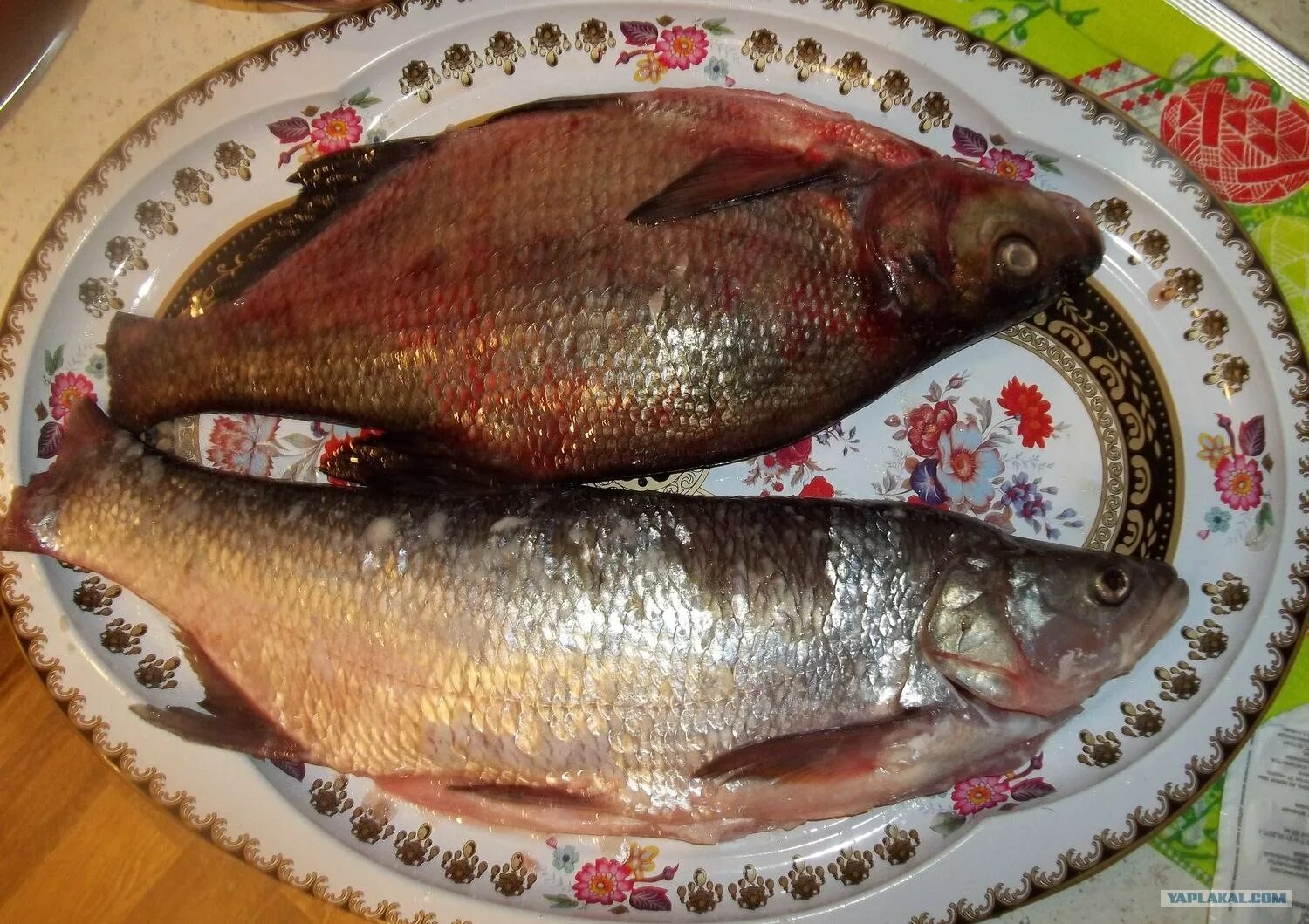 Жерех - пошаговый рецепт с фото на Повар.ру