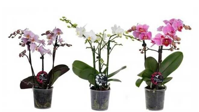 Как размножается орхидея рисунок. Как выбрать орхидею при покупке. Фаленопсис монтрекс. Орхидея фаленопсис как выбрать в магазине. Как выбрать орхидею при покупке.