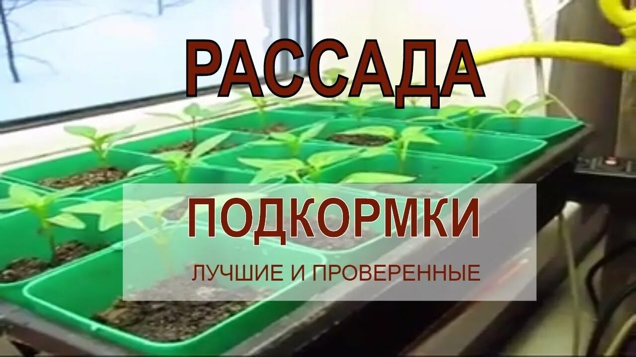 Удобрение для рассады. Рассада удобрение для рассады. Лучшие подкормки для рассады. Лучшее удобрение для рассады. Чем подкормить рассаду помидор перца и баклажан