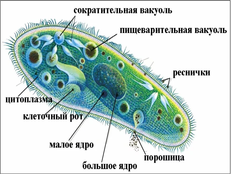 Какую функцию инфузории туфельки выполняет сократительная вакуоль. Инфузория туфелька ядро. Пищеварительная вакуоль строение. Пищеварительная вакуоль инфузории. Пищеварительные вакуоли у простейших.