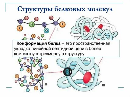 Синтез первичной структуры белковой молекулы