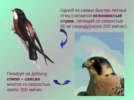Какая птица летит со скоростью автомобиля