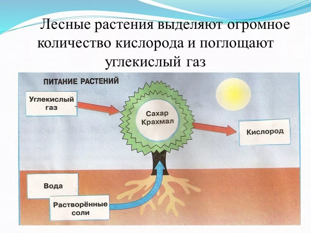 Поглощение углекислого газа растениями. Ппстпния выделяют углекислый ГАЗ. Растения поглощают углекислый ГАЗ И выделяют кислород. Выделение углекислого газа растениями. Вода выделяется при фотосинтезе