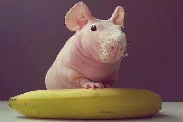 Можно свинкам банан. Можно свинкам банан. Можно свинкам банан. Морская свинка и банан. Можно свинкам банан.