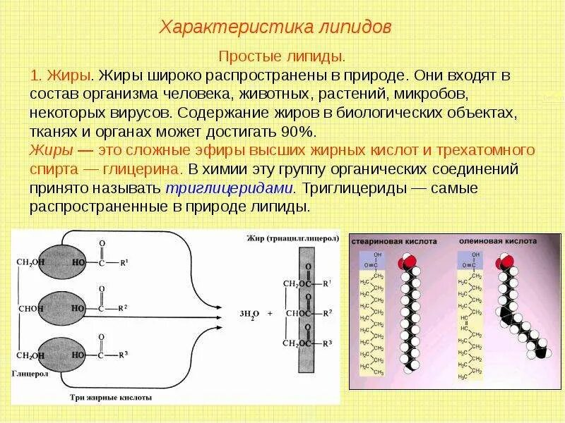 Липиды строение виды функции. Строение жиров и фосфолипидов. липиды строение строение. свойство жиров липидов. жиры липиды строение.