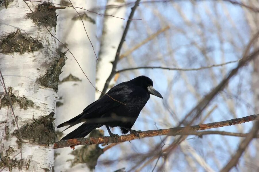 где зимуют грачи