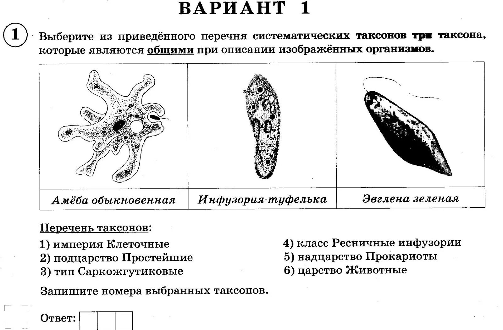 ВПР простейшие. Простейшие организмы ОГЭ. Какому таксону относится организм, изображенный на рисунке. Перечень систематических таксонов.