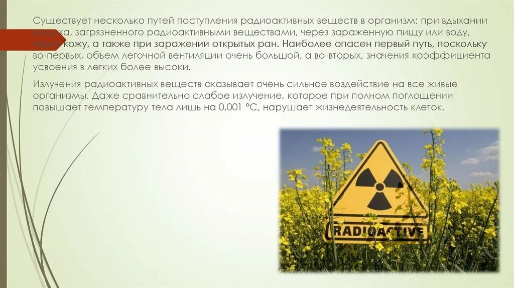 Радиоактивные вещества воздействие на человека и природу. Радиоактивные вещества воздействие на природу. Влияние радиоактивности на природу. Радиоактивное излучение на живые организмы презентация. Что является основным источником естественного радиационного фона