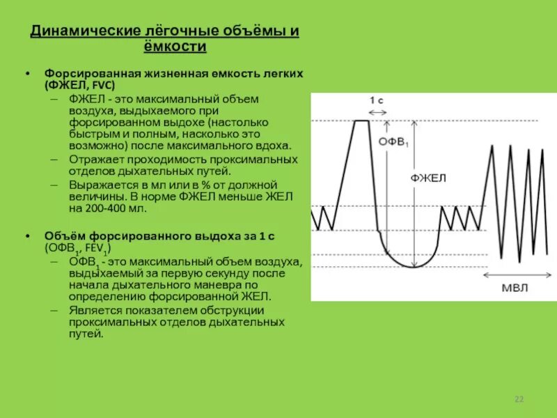 C динамические функции. Легочные объемы физиология. форсированная жизненная емкость легких. фжел. динамические дыхательные объемы.