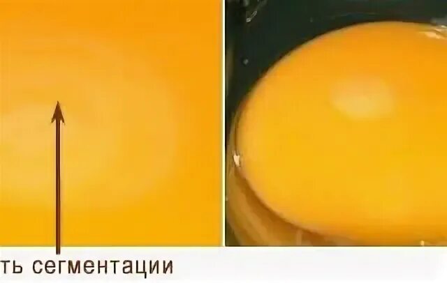 Оплодотворенное ли яйцо. Зародышевый диск оплодотворенного яйца. Бластодиск оплодотворенного яйца. Оплодотворенное яйцо курицы. Куриное яйцо оплодотворенное или нет.