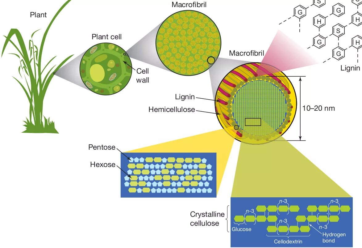Лигнин в клетках растений. Лигнин в клеточных стенках. Целлюлоза в растительной клетке.