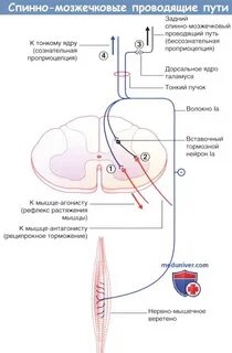 Передний спинно таламический путь