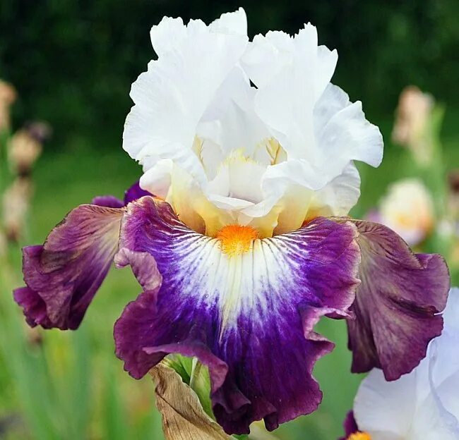 Ирис грейвудс катрина. Ирис луиза сонг. Ирис анри бергсон. Ирис п. Ирис фиолетовый обыкновенный.