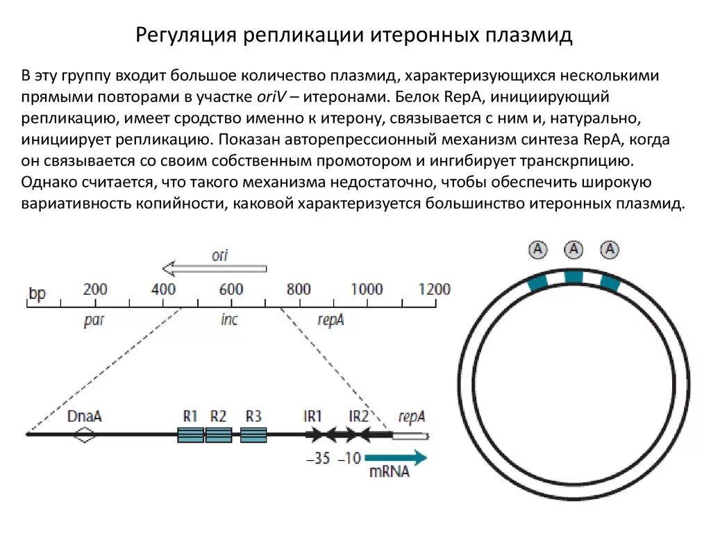 Кольцевая днк плазмиды. Репликация плазмид. Репликация плазмид бактерий. Особенности репликации плазмид. Механизмы репликации плазмид.