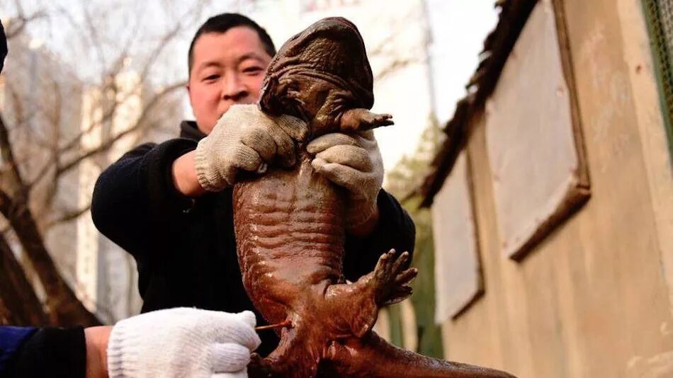 Человек саламандра. Китайская исполинская саламандра. Chinese giant Salamander. Японская исполинская саламандра. Японская саламандра и человек.