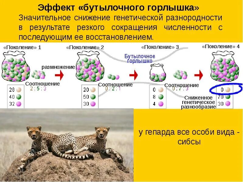 Эффект основателя в эволюции. Эффект бутылочного горлышка и дрейф генов. эффект бутылочного горлышка. эффектом бутылочного горлышка гепарды. эффект бутылочного горлышка в эволюции.