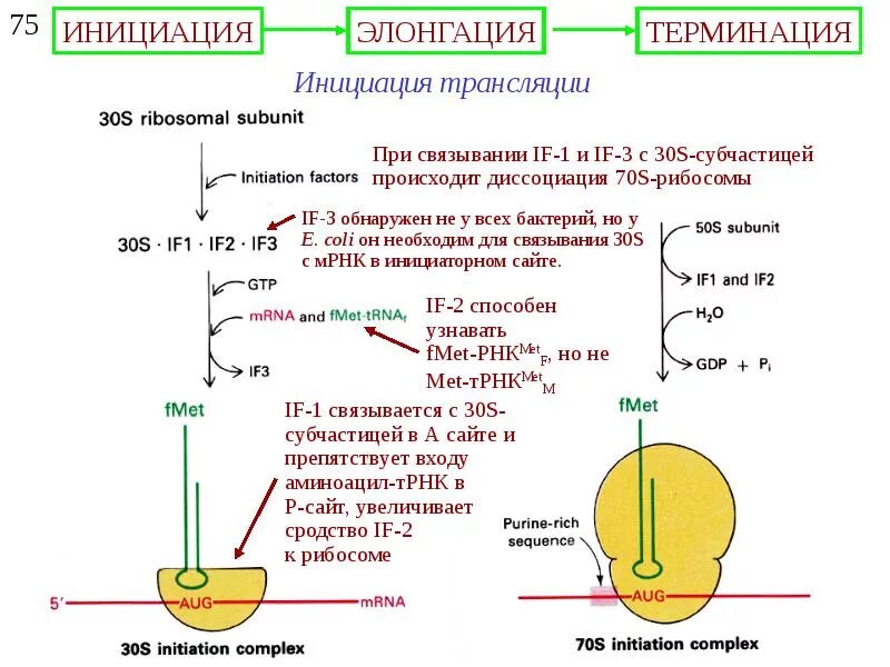 Терминация синтеза белка. Трансляция, этапы (инициация, элонгация, терминация, трансляция).. Схема элонгации трансляции биохимия. Этапы трансляции инициация элонгация терминация. Инициация белка