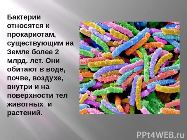 Бактерии являются тест. Бактерии относятся к прокариотам. Что относится к бактериям. Бактерии относятся к животным. Микроорганизмы относящиеся к прокариотам.