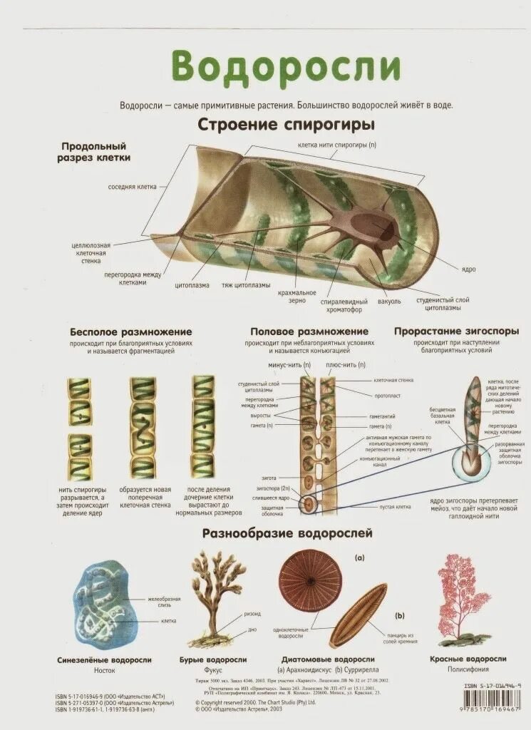 Тест водоросли 6