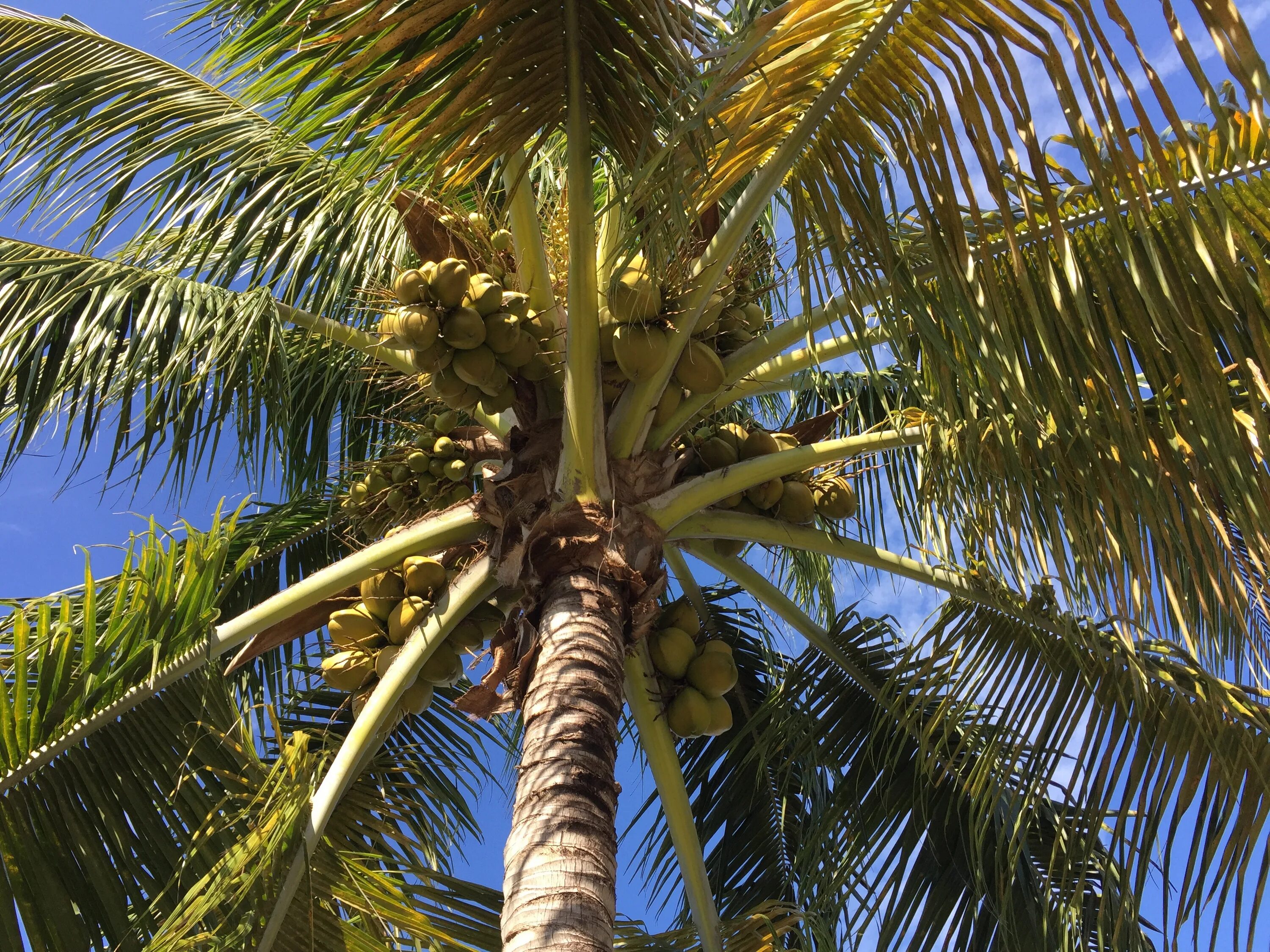 Финиковая Пальма. Финиковая Пальма на Канарах. Кокосовая Пальма верхушечная Пальма.