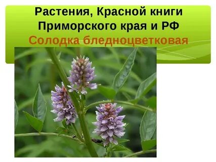Краснокнижные животные приморского края