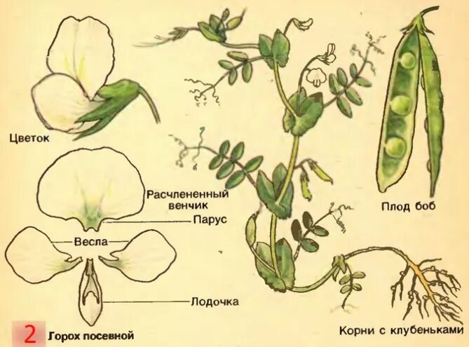 Пазушное расположение цветков у гороха. Семейство Мотыльковые душистый горошек. Сем. Мотыльковые (бобовые) плод. Горох семейство Мотыльковые. Цветок бобовых мотыльковых.